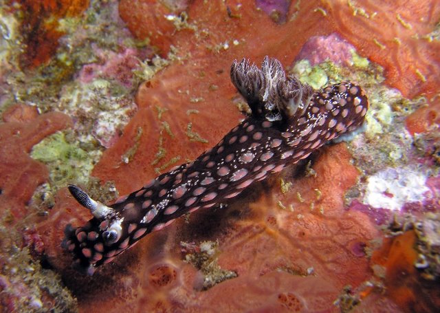 Nembrotha guttata